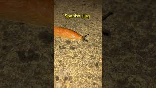 Spanish slug #spain #rat #lung #worm #slug #orange #mollusk #nature #wildlife #shorts