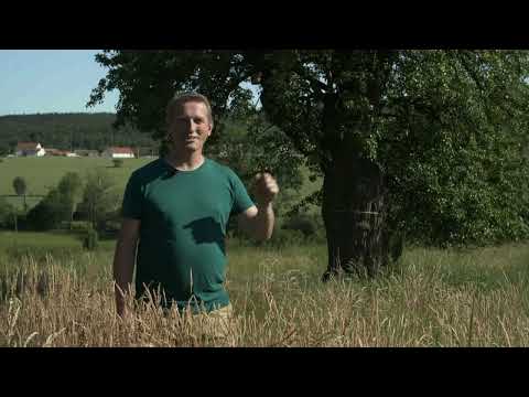 2022 Tree of the Year Czech Republic – The Pear Tree in Drásov