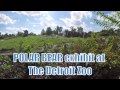 Polar Bear Passage At The Detroit Zoo Modernized Mom