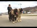 INCREDIBLY BIG DOGS PLAYING Vinota Zafir