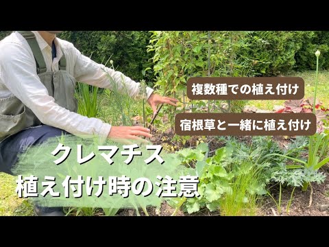 バルコニー用のクレマチス:植え付けのヒントと実績のある品種 植物