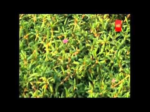 Al Dafrah TV - SPECIAL REPORT ABOUT GREEN MAT - FEB 2012