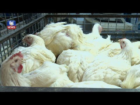 سەیری ڤیدیۆکە بکەن .. لە سلێمانی نرخی كیلۆیەك مریشك لە  چوار هەزار دینار نزیك بووەتەوە