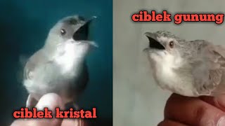 Download lagu ciblek kristal gacor vs ciblek gunung gacor sama sama ngebren mp3