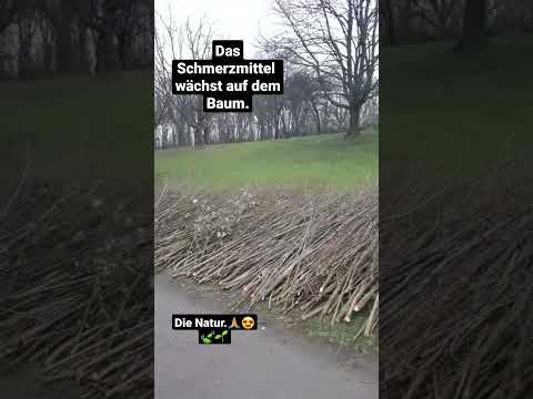 Die Weide gegen Schmerzen.