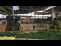 Pigs Mating Medium Sized Sow And Boar