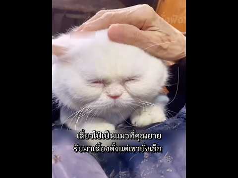 แมวที่ไม่เคยลืมคุณยาย จนลมหายใจสุดท้าย