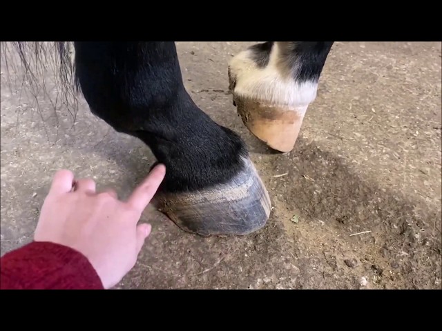 Horse Hooves Horse Hooves