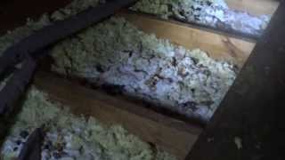 RACCOON presents left in attic; big mess to clean up !