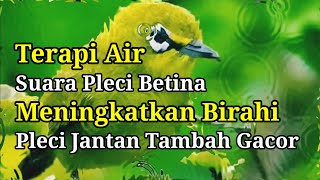Download lagu Terapi Air Pleci Betina Meningkatkan Birahi Jantan, Pleci Macet Bunyi Biar Gacor mp3 Download lagu Terapi Air Pleci Betina Meningkatkan Birahi Jantan, Pleci Macet Bunyi Biar Gacor mp3