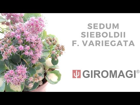 , title : 'Sedum sieboldii f. variegata'