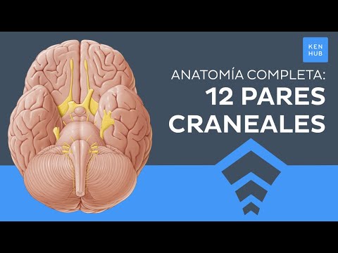 12 pares craneales: Orígenes, funciones, mnemotecnia - Anatomía Humana | Kenhub