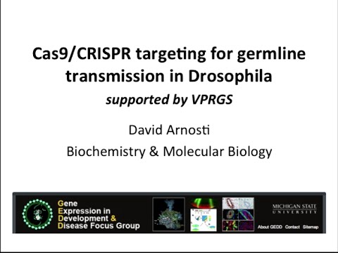 CRISPR Targeting for Germline Transmission in Drosophila