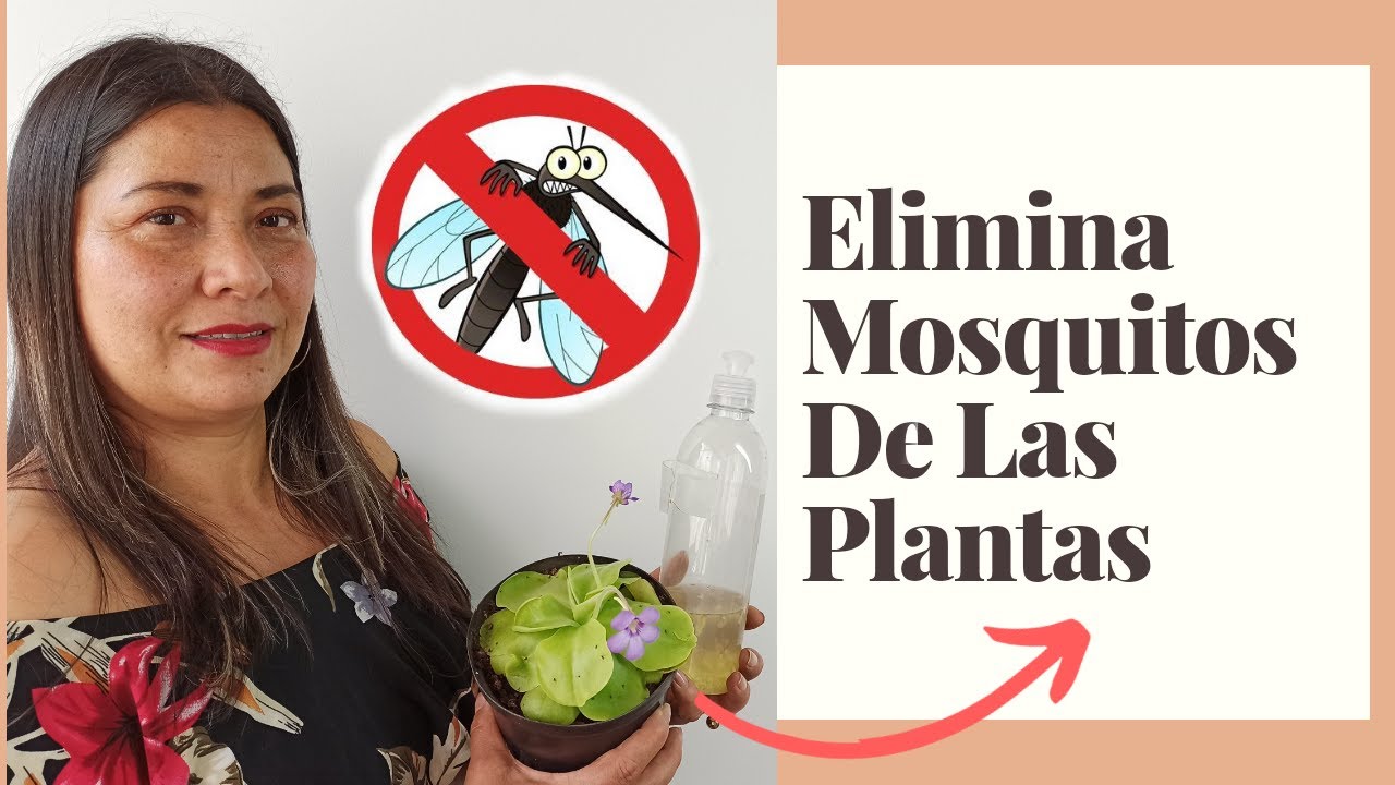 ¿Cómo deshacerse de los mosquitos de los hongos en la tierra embolsada?