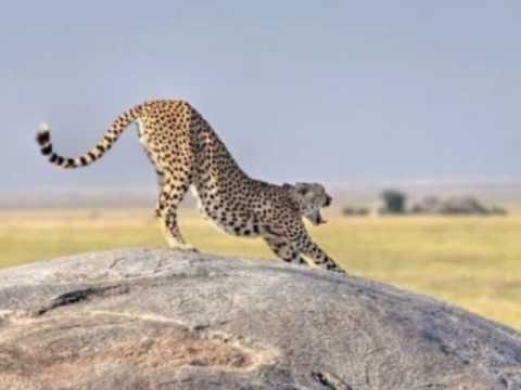 Touré Kunda "Salya"