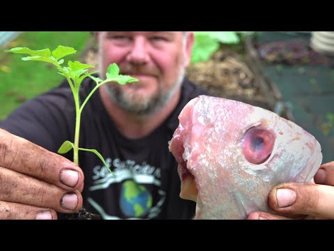 , title : 'What Happens When You Bury a Fish Head Under a Tomato Plant?'