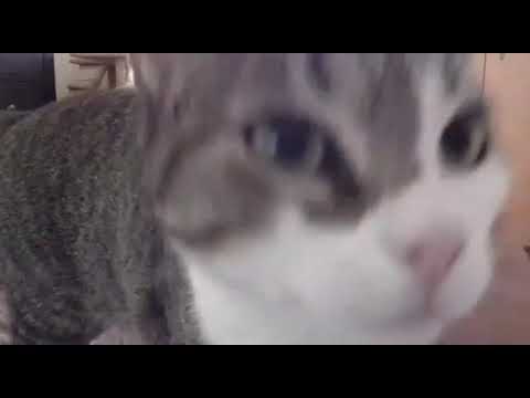 Wow! Was für ein schönes Gesicht Ronja hat! Diese Augen 👀💗