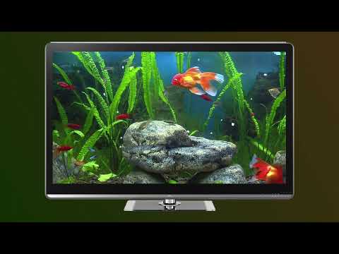Goldfish Aquarium on TV Video