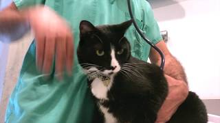 University Veterinary Hospital -  Short | Berkeley, CA
