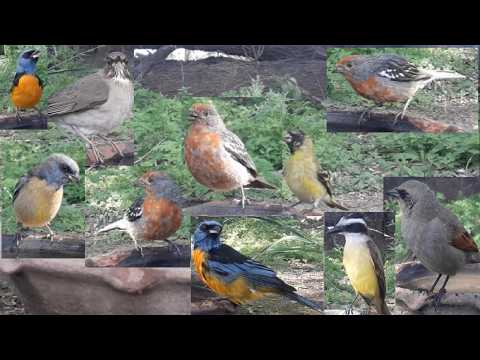 #80 Cortarramas Cabecita negra Naranjero Zorzal chalchalero Benteveo Tordo musico 1609 25