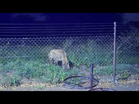 Kruger Series Part 4 - Balule Camp (1/2)