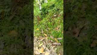 Download lagu Hendaki gunung para anak muda..demi pembangunan masjid kami sabilul khoir mp3 Download lagu Hendaki gunung para anak muda..demi pembangunan masjid kami sabilul khoir mp3