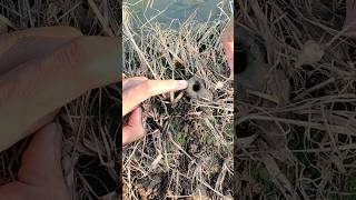 Download lagu BERBAGI CERITA KESERUAN MANCING BELUT DI SAWAH SETELAH BANJIR mp3