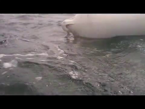 Delta Anchor - One way of tripping it.