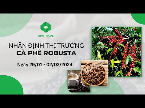 Nhận Định Thị Trường - Cà phê Robusta (Ngày 29/01 - 02/02/2024)