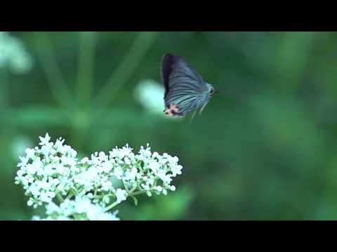 アオバセセリの飛翔　