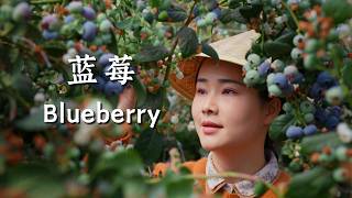 Download lagu Yunnan Blueberries — plateau “sapphires” bringing juicy sweetness to the table.【滇西小哥】 mp3