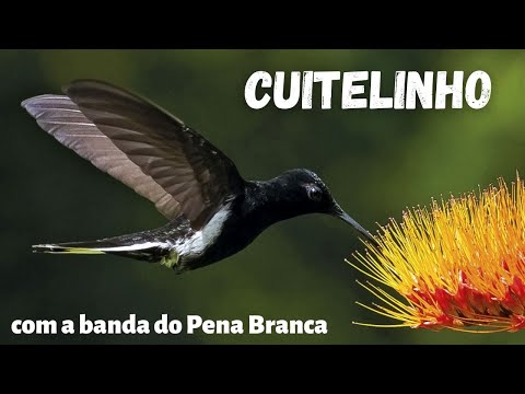 Cuitelinho - Paulo Vanzolini e Antonio Xandó