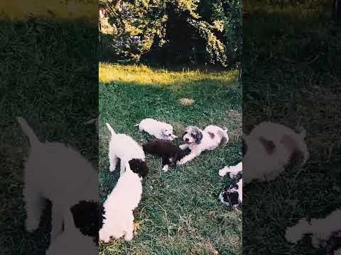 Lagotto Romagnolo Welpe kaufen