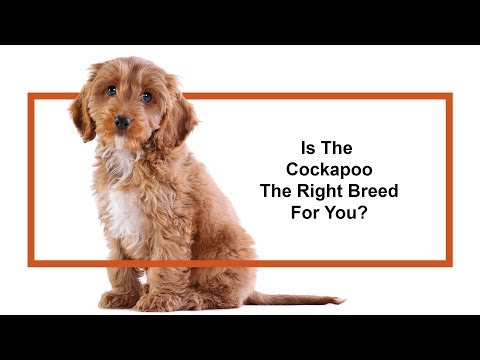 Cockapoo Breed Video