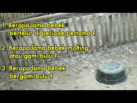 , title : 'Bebek Petelur Rontok Bulu #Molting #Rontok'