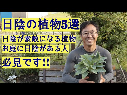 日陰でも育つ芳香植物：トップ5をご紹介します！  庭園