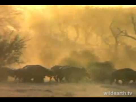 Beautiful Buffalo breeding herd.mpg