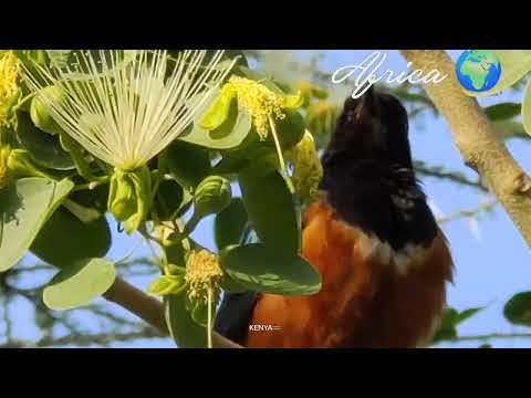 4K Amazing African Birds  African Wildlife Video with Birds Sounds.