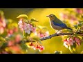 Beautiful Birds Singing in The Forest • Piano Music & Soothing Bird Sounds, Healing, Relaxing Music