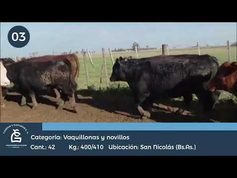 Lote Vq y Nll Feed Lot - San Nicolás Bs As
