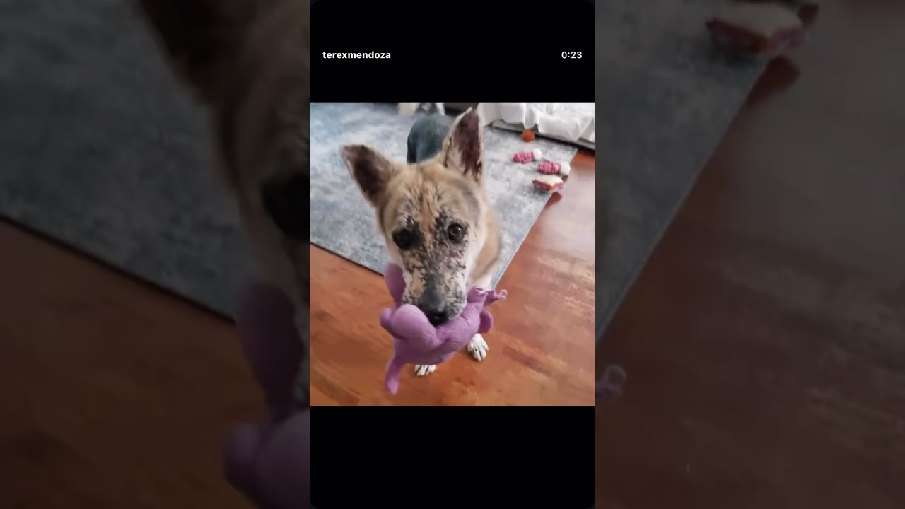 Thor, a ADOPTABLE mixed breed in Burbank, CA video 6/6