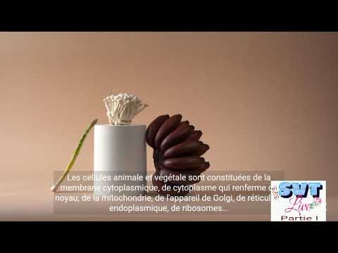 Explique en quoi la cellule fonde l'unité et la diversité des êtres vivants.