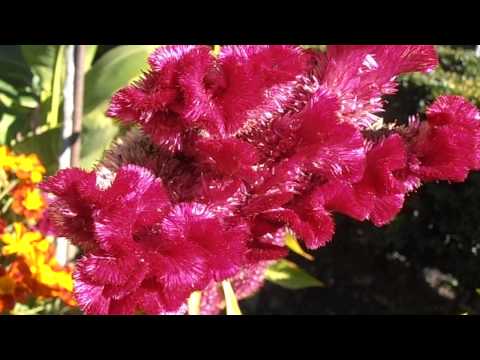 Cresta de gallo: Celosia argentea var. cristata