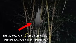 Download lagu EXPLORE TEMPAT ANGKER: ADANYA SOSOK KUNTILANAK PENUNGGU POHON BAMBU KUNING YANG BIKIN GEGER mp3