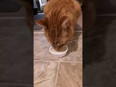 Cat reviews Friskies Lil' Soups
