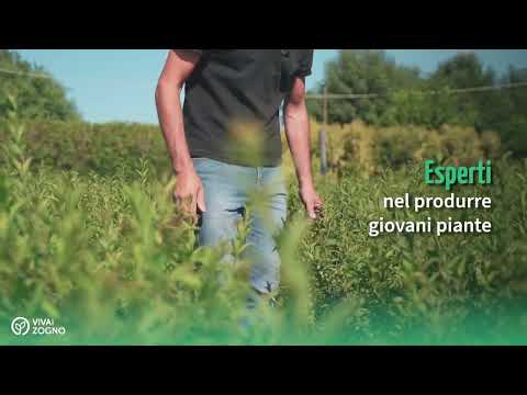 Vivai Zogno piante forestali