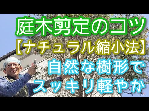 観賞用オリーブの木のサイズ 選ぶ道具 枝の太さ 3種類のカット