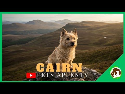 Warum sind Cairn Terrier DIE BESTEN Haustiere?