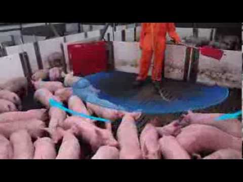 Smart Pig Handling - Part 2 of 2 - Principles of Pig Handling