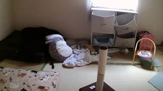 フミくん定点カメラ